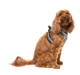 Fitzroy - Dog Step In Harness